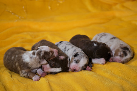 Aussie five pups are lying together and sleeping. Litter of newborn adorable Australian Shepherd puppies on yellow soft blanket. Bokeh from warm garland in background.の写真素材