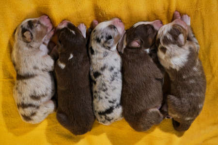 Litter of newborn adorable Australian Shepherd puppies on yellow soft blanket. Aussie five children are lying together and sleeping, top view. Puppies of color red merle and tricolor and blue merle.の写真素材