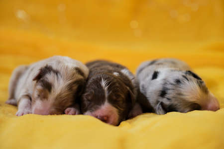 Aussie three pups are lying together and sleeping. Litter of newborn adorable Australian Shepherd puppies on yellow soft blanket. Bokeh from warm garland in background.の写真素材