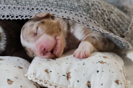 Newborn Australian Shepherd dogs. Aussie puppies lie and sleep on white pillows covered with warm gray knitted blanket. One puppy red merle is sleeping sweetly and opened mouth. Pink bright nose.の写真素材