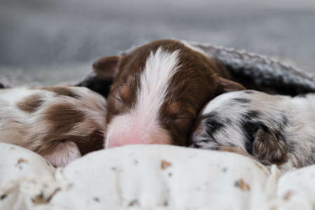 Newborn Australian Shepherd dogs. Aussie puppies lie and sleep on white pillows covered with warm gray knitted blanket. One red tricolor puppy sleeps sweetly and two merle on sides.の写真素材