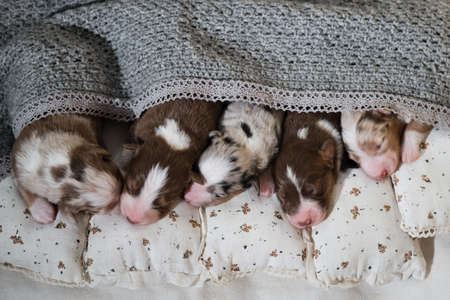 Newborn Australian Shepherd dogs. Aussie puppies lie and sleep on white pillows covered with warm gray knitted blanket. Five puppies of different colors top view.の写真素材