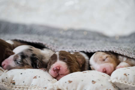 Newborn Australian Shepherd dogs. Aussie puppies lie and sleep on white pillows covered with warm gray knitted blanket. One red tricolor puppy sleeps sweetly and two merle on sides.の写真素材