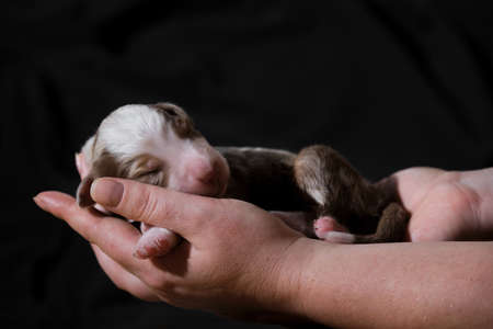 Hold newborn puppy aussie red merle in hands. Australian Shepherd sleeps in womens palms on neutral black minimalist background. One thoroughbred newborn dog.の写真素材