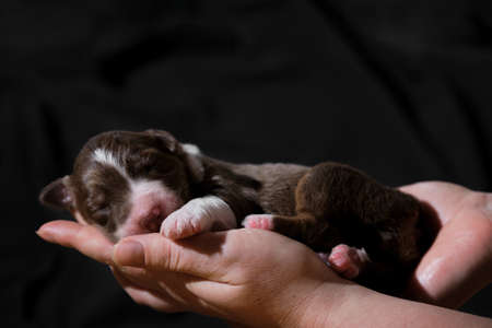 One thoroughbred newborn dog. Hold newborn puppy aussie red tricolor in hands. Australian Shepherd sleeps in womens palms on neutral black minimalist background.の写真素材