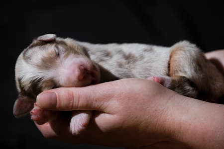 Hold newborn puppy aussie red merle in hands. Australian Shepherd sleeps in womens palms on neutral black minimalist background. One thoroughbred newborn dog.の写真素材