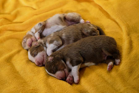 Litter of newborn adorable Australian Shepherd puppies on yellow soft blanket. Aussie three children are sleeping. Puppies of color red merle and tricolor lie together and bask against each other.の写真素材
