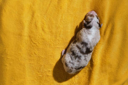 Aussie puppy is red merle with white stripe on muzzle, pink nose and closed eyes. Newborn Australian Shepherd puppy is lying on warm yellow soft blanket. Top view.の写真素材