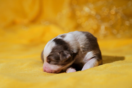 Aussie puppy is red merle with wide white stripe on muzzle, pink nose and closed eyes. Newborn Australian Shepherd puppy is lying on warm yellow soft blanket. Bokeh from garland in background.の写真素材