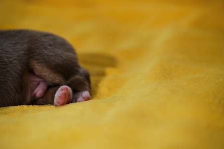 Little ass aussie red tricolor bobtail. Thoroughbred newborn dog. Pink paw pads. Newborn Australian Shepherd puppy is lying on warm yellow soft blanket.の写真素材