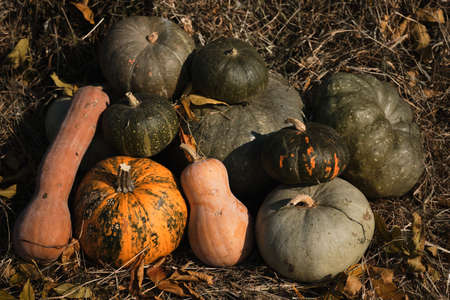 Minimalistic background for Halloween celebration. Fresh autumn harvest of vegetables. Pumpkins of...