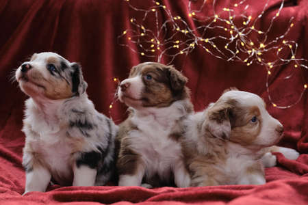 Three beautiful aussie puppies pose on New Year or Christmas greeting card. Month old litter of Australian Shepherd puppies on red plaid against background of bright yellow garlands.の写真素材