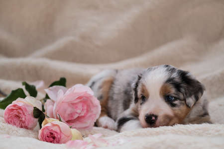 Small puppy of Australian Shepherd blue Merle lies on white fluffy soft blanket next to bouquet of pink roses. Beautiful aussie dog for holiday cards. International Womens Day. Happy Valentines Day.の写真素材