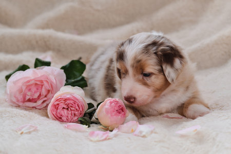 Small Australian Shepherd puppy red Merle on white fluffy soft blanket next to pink roses. Beautiful aussie dog for holiday cards. Happy Valentines Day. International Womens Day.の写真素材