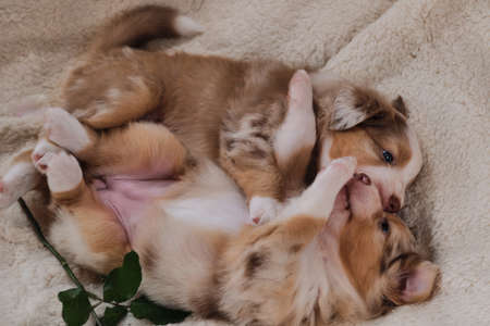 Two small puppies of Australian Shepherd red Merle are having fun playing on white fluffy soft blanket next to flower. Beautiful aussie dog for holiday cards. Happy Valentines Day.の写真素材
