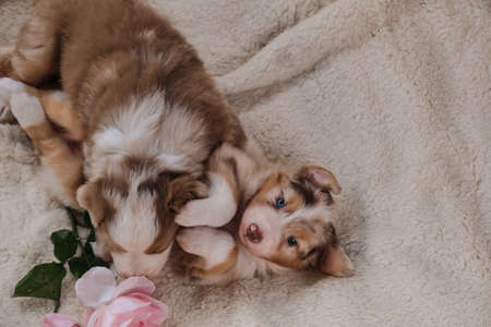 Two small puppies of Australian Shepherd red Merle are having fun playing on white fluffy soft blanket next to pink roses. Beautiful aussie dog for holiday cards. Happy Valentines Day.の写真素材