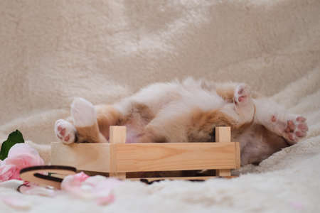 Dog lifted its paws up. Sleeping red Merle Australian Shepherd at first photo shoot. Beautiful aussie puppy in cute handmade wooden box on background of white warm fluffy sheepskin blanket.の写真素材