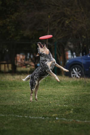 Competitions and sports with dog in fresh air on green field in park. Australian blue heeler jumps high and tries to catch plastic red flying disc. Australicattle slaughterhouse dog.の写真素材