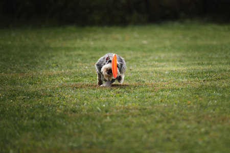 Competitions and sports with dog in fresh air on green field in park. Miniature German Schnauzer of gray color runs fast and tries to catch plastic orange flying disk with its teeth.の写真素材