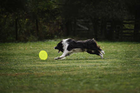Fluffy border collie of black and white color runs quickly and catches special flying plastic disk...