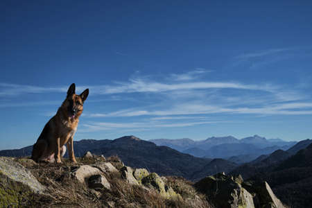 German Shepherd traveler in mountains. Tourist dog sits and rests on top of mountain after hard...