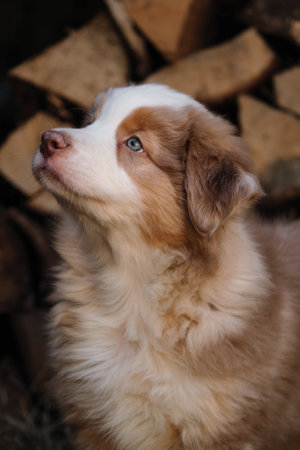 Thoroughbred young dog. Portrait of charming Australian Shepherd puppy against background of chopped logs in village. Aussie red merle little and cute.の写真素材