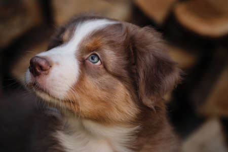 Portrait of Australian Shepherd puppy red tricolor. Thoroughbred dog Aussi is very cute and beautiful closeup. Smart look of young dog.の写真素材