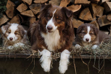 Two aussie puppies red merle and tricolor are lying next to their mother on both sides. Litter of Australian Shepherd puppies. To raise dogs in village in fresh air. Hay and logs in background.の写真素材