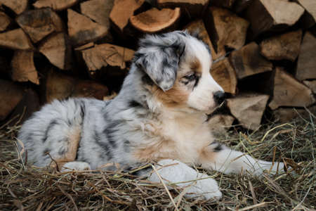 Aussie puppy is blue merle with white stripe on head and red tan
