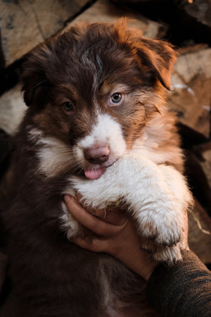 Show and demonstrate little aussie dog. Village puppy on background of logs. Human breeder of...