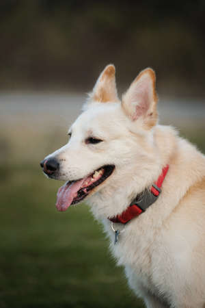 Cute young mongrel dog of white red color portrait close up. Half breed of white Swiss shepherd and...