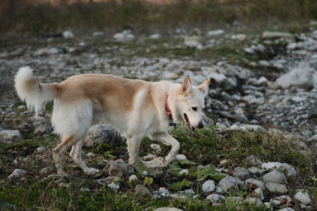 Cute young mongrel dog of white red color walks in nature. A half breed of white Swiss shepherd and...