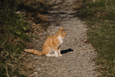 Homeless street striped red kitten with white breast. Lonely mongrel cat outside. Sitting on country road and looking away, profile view. There's grass all around.の写真素材