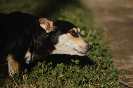 Mixed breed dog looks away with brown intelligent eyes. Standing in green grass outside. Small cute...
