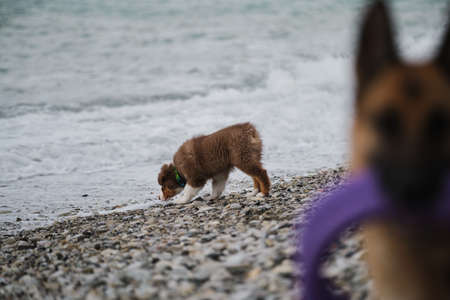 Australian Shepherd puppy red tricolor gets acquainted with sea sniffs and studies water. German Shepherd with toys in mouth in foreground in out of focus. Brown dog Aussie.の写真素材
