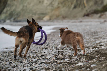 Black and red German Shepherd runs along rocky seashore with toy rings in mouth, and next a small brown Australian Shepherd puppy. Australian red tricolor rear view of ass with cropped tail.の写真素材