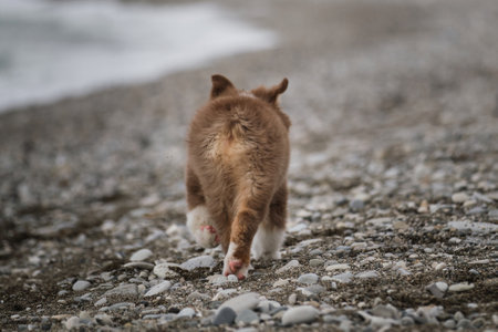 Little brown puppy Aussie runs along stone seashore and studies nature and world around....