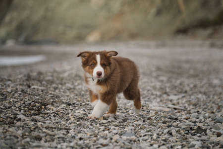 Small brown Aussie puppy walks along seashore and studies nature and world around. Socialization of puppy outside. Australian Shepherd is red tricolor with cropped tail. The dogs ears rise in wind.の写真素材