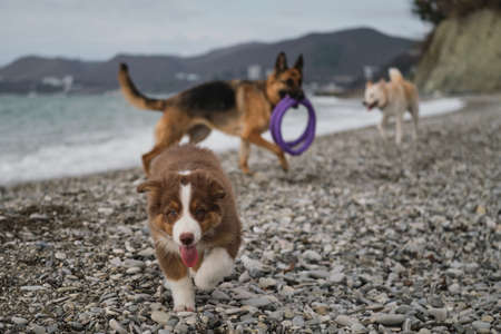 Puppy of Australian Shepherd red tricolor walks forward along seashore with tongue sticking out. German Shepherd with toys in mouth is standing behind. Half breed of white Swiss shepherd.の写真素材