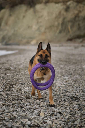 German Shepherd with two purple round toys rings in mouth is actively walking along seashore. Spend time with dog on beach and throw toys.の写真素材