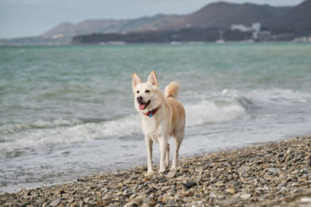 Half breed of white Swiss shepherd with bright red collar and black pink nose stays on rocky seashore and smiles with tongue sticking out. Domestic mongrel dog basks in sun outside.の写真素材