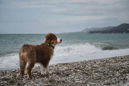 Little brown puppy Aussie stands on seashore and studies nature and world around. Socialization of puppy outside. Australian Shepherd is red tricolor with cropped tail. Blue stormy sea and dog.の写真素材