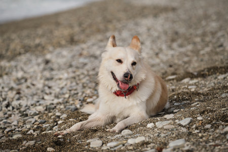 Half breed of white Swiss shepherd with bright red collar and black pink nose lies on rocky seashore...