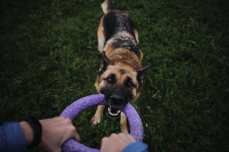 Play with dog in tug-of-war toy. A first-person view of happy face of pet. German shepherd dog plays on walk with owner in green grass.の写真素材