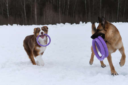 Two dogs hold special toy strong rings in their teeth and rejoice. Two Shepherds German and...