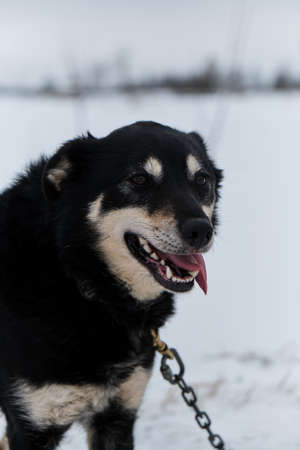 Black haired handsome half breed smiles with tongue sticking out. Charming doggy. Portrait of northern sled dog Alaskan Husky in winter outside in snow.の写真素材