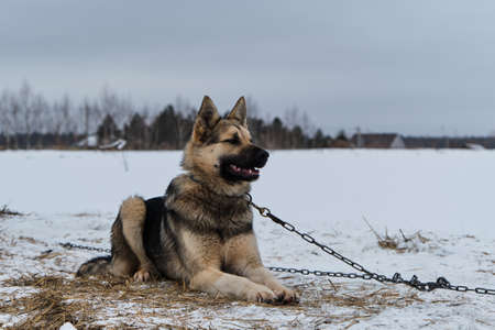 Half breed is tied to chain in cold winter on cloudy day. Lies and looks into distance with his ears...