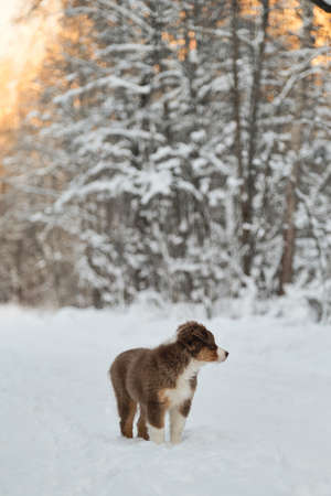 Australian Shepherd puppy stands on snowy winter forest road at sunset. Aussie red tricolor. Purebred young puppy of chocolate color on walk in park. good young dog.の写真素材