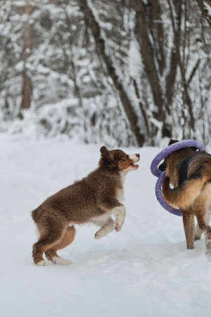 Two dogs have fun running along winter forest road. Adult German Shepherd is gnawing on toy ring and...