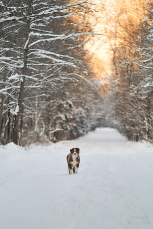 Australian Shepherd puppy stands on snowy winter forest road at sunset. Aussie red tricolor. Purebred young puppy of chocolate color on walk in park. good young dog.の写真素材
